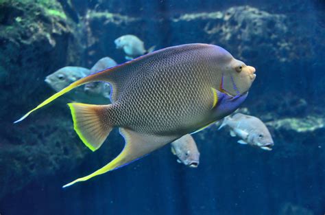 Saltwater fish .
